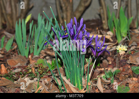 Iris Viola floreale fiorisce in primavera tra il vecchio scorrere Foto Stock