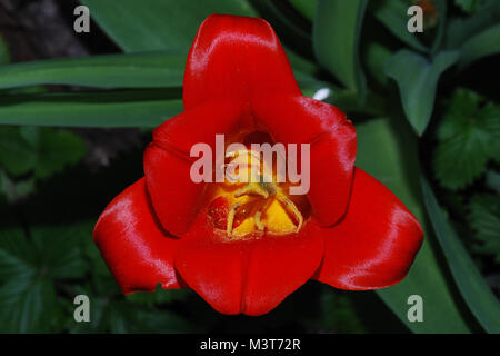 Close up da red tulip vista superiore in primavera Foto Stock