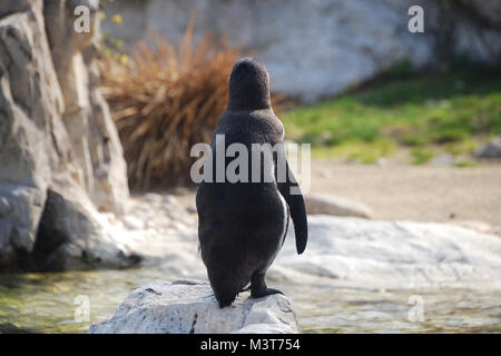 Piccolo Pinguino dallo zoo da dietro Foto Stock