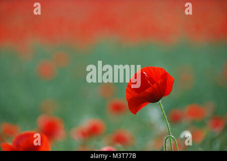 Papavero rosso campo nel mezzo di un fiore Foto Stock