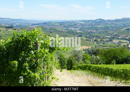 Verde di vigneti e di piante di vite in una giornata di sole in Italia Foto Stock