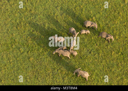 Un branco di elefanti come si vede da una mongolfiera sopra le praterie del Masai Mara Foto Stock