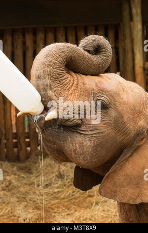 Rimasto orfano baby elephant bottiglia essendo alimentato a una riserva di Nairobi Foto Stock