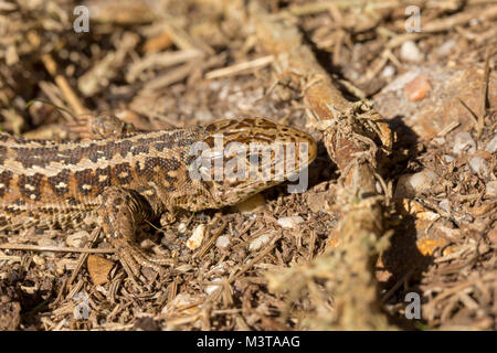 Close-up side-sul colpo di testa di crogiolarsi femmina lucertola sabbia trovati su Luscombe la riserva naturale Valle, Poole Foto Stock