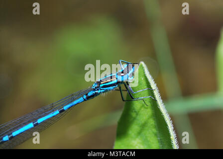 Piccola libellula blu si siede su grandi foglie vista dimensioni Foto Stock