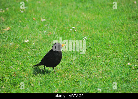 Eine amsel sitzt im frischen gruenen gras Foto Stock