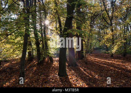 Sunray, Delamere Forest in autunno, Delamere, Cheshire, Inghilterra, Regno Unito Foto Stock