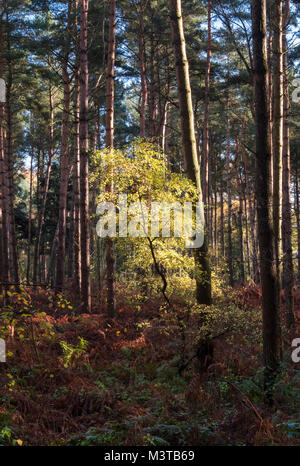 Luce di foresta, Faggio Alberello in autunno, Delamere Forest, Delamere, Cheshire, Inghilterra, Regno Unito Foto Stock