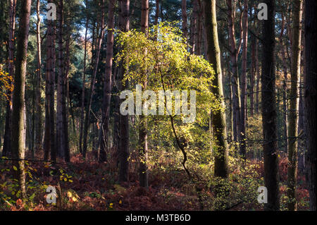 Luce di foresta, Faggio Alberello in autunno, Delamere Forest, Delamere, Cheshire, Inghilterra, Regno Unito Foto Stock