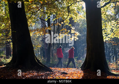 Passeggiata d'autunno, Delamere Forest, Delamere, Cheshire, Inghilterra, Regno Unito Foto Stock