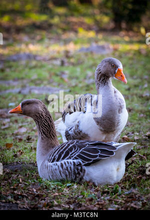 Coppia di colore grigio-lag goose Foto Stock