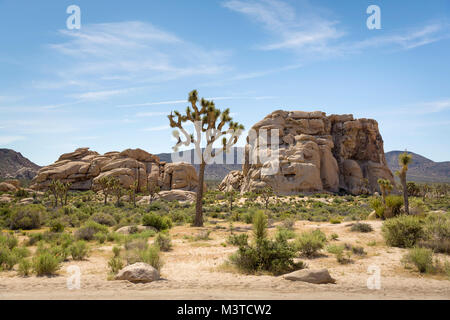 Unico Joshua Tree tra due rocce a Joshua Tree National Park, California Foto Stock