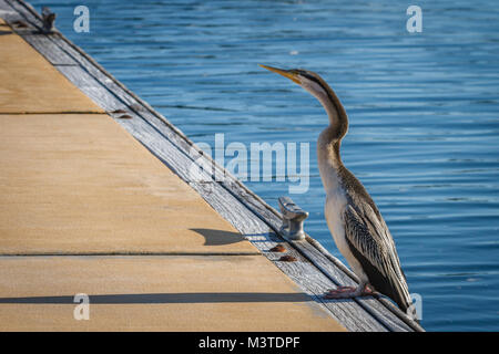 Australian o Australasian Darter pronti a prendere il via dalla barca marina. Queensland, Australia Foto Stock