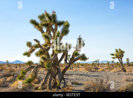 Joshua Tree e foresta del Mojave National Preserve, southeastern California, Stati Uniti Foto Stock