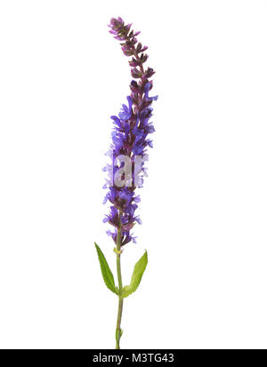 Fiore di Prato Salvia isolati su sfondo bianco Foto Stock