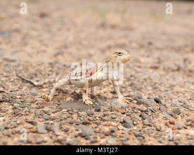 Deserto dei Gobi lizard Foto Stock