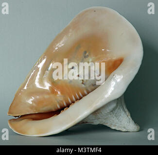 Immagine a colori di piede o la parte inferiore di cornuto casco conchiglia di mare con una grande spallamento tubercoli mostra Foto Stock
