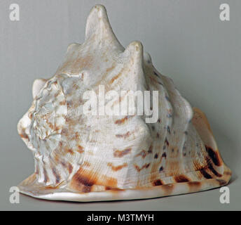 Immagine a colori di cornuto casco conchiglia di mare con fila di grande spallamento tubercoli, Foto Stock
