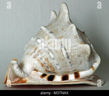 Immagine a colori di cornuto casco conchiglia di mare con fila di grande spallamento tubercoli, Foto Stock