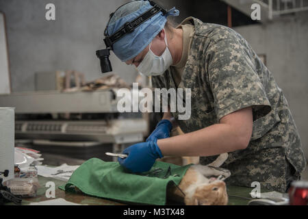 170203-N-WZ792-230 (feb. 3, 2017) puerto barrios, Guatemala - Esercito Capt. Amanda Jeffries di Raleigh, North Carolina, assegnata alla sanità pubblica Activity-Fort Belvoir, Dover filiale Servizio Veterinario, Virginia, esegue una procedura di sterilizzazione su animali domestici appartenenti a cittadini di host per il perdurare della promessa (CP-17) veterinario sito in Puerto Barrios, Guatemala. CP-17 è un U.S. Comando sud-sponsorizzato e U.S. Forze Navali Comando meridionale/STATI UNITI 4a flotta-condotto di distribuzione condotta civile-militare comprendente le operazioni di assistenza umanitaria, formazione impegni, medico, dentista e assistenza veterinaria Foto Stock