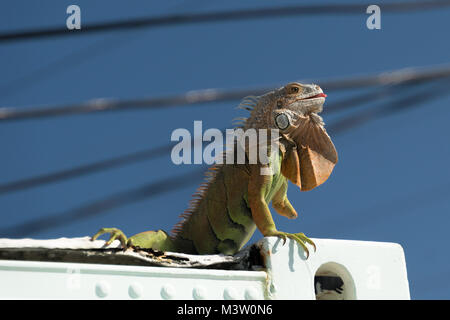 Ospedale di tartaruga marathon Florida keys Foto Stock