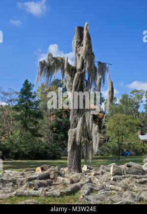 Taglio basso un grande, moss-coperti, la vecchia quercia in North Central Florida. Foto Stock