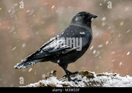 Leucistic Western TACCOLA / Europea taccola (Corvus monedula / Coloeus monedula) durante la doccia di neve in inverno Foto Stock