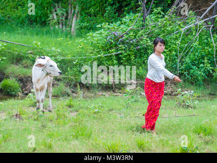 Pastore birmano in un pascolo con una mucca nello stato di Shan Myanmar Foto Stock