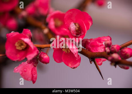 Chaenomeles japonica flower close up dopo la pioggia Foto Stock