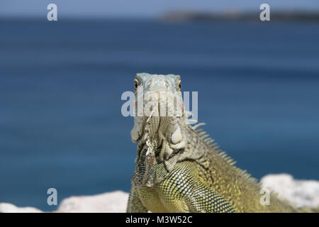 Iguana verde agghiaccianti sulle rocce su una scogliera in Curacao. Foto Stock
