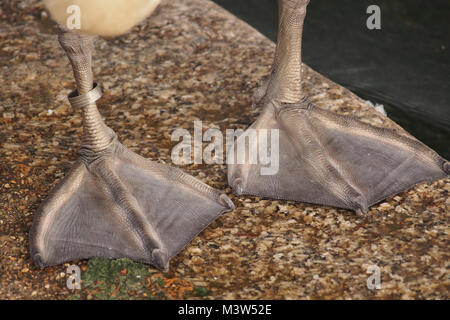 Un vicino che mostra i piedi a gambo di un cigno in Kensington Gardens, Londra Foto Stock