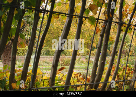 Una vista guardando attraverso i supporti e tronchi di albero addestrato pergola a sunken garden al Kensington Palace di Londra che mostra i colori autunnali Foto Stock