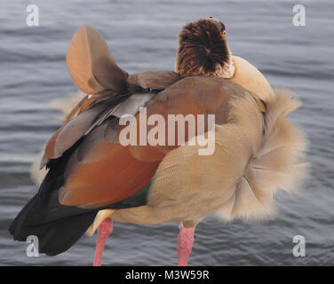 Un oca egiziano con le sue piume di essere soffiata via in un forte vento da un lago Foto Stock