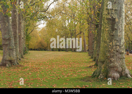 Viale di alberi maturi in Kensington Gardens, un Royal Park, a Londra Foto Stock