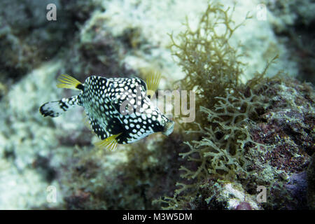 Lactophrys triqueter noto anche come smooth trunkfish, è una specie di boxfish trovato sul e in prossimità di barriere coralline del Mar dei Caraibi e il Golfo del Messico e subt Foto Stock