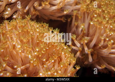 Ramificato anemoni di mare in acquario in London Zoo di Londra Foto Stock