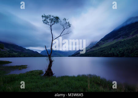 Buttermere Lonesome Tree Regno Unito prese nel 2015 Foto Stock