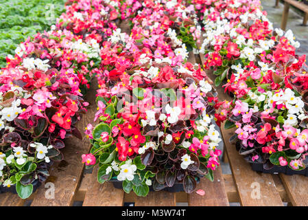 Begonias allevato e pronto per la vendita in una piccola azienda di vivai a conduzione familiare nel Wiltshire Inghilterra Regno Unito Foto Stock