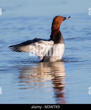 Pochard maschio stretching le sue ali Foto Stock