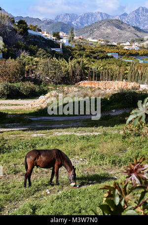 Marrone a cavallo nella Sierras de Tejeda, Almijara y Almaha, Andalusia, Spagna Foto Stock