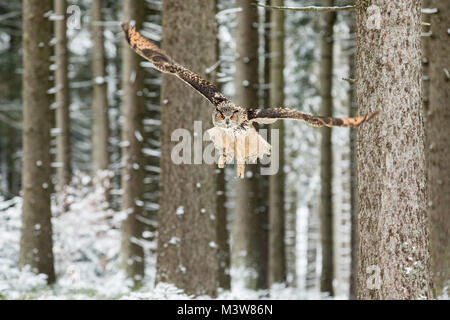 Gufo reale, Bubo bubo, volo di uccelli con ali aperte in inverno la foresta, la foresta in background, animale in natura habitat. Repubblica ceca Foto Stock