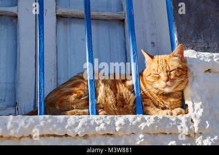 Reddish tabby cat dietro le barre blu su un imbiancato davanzale godendo il sole Foto Stock