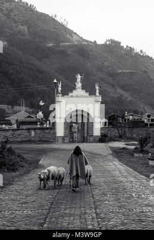 Un pastore che indossa un poncho di lana a piedi il suo gregge di pecore nella parte anteriore di un cimitero in Mongui, Colombia Foto Stock