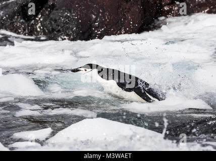 Piscina di pinguini dal sottogola; Pygoscelis antarcticus; inanellato penguin; barbuto penguin; stonecracker penguin; Isola Rongé; penisola Arctowski; Antarcti Foto Stock