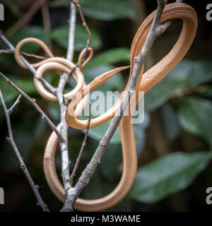 Madagascar dal naso a foglia Snake (Langaha madagascariensis), Andasibe, Madagascar Foto Stock