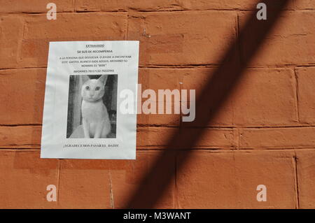 Un poster incollato su un arancio un muro di mattoni che offre una ricompensa per la mancanza di un gatto bianco Foto Stock