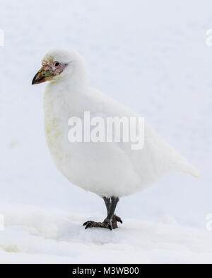 Snowy sheathbill; Chionis albus; maggiore sheathbill; fronte-pallido sheathbill; paddy; solo terra nativa di uccelli al continente antartico; Half Moon Island Foto Stock