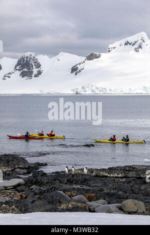 I pinguini Gentoo; Kayakers esplorare coperta di neve Antartide; Half Moon Island; pinguini Gentoo Foto Stock