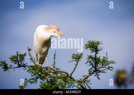 Airone guardabuoi (Bubulcus ibis) adulto airone guardabuoi in allevamento piumaggio appollaiato su un arto a St Augustine, Florida Foto Stock
