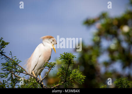 Airone guardabuoi (Bubulcus ibis) adulto airone guardabuoi in allevamento piumaggio appollaiato su un arto a St Augustine, Florida Foto Stock
